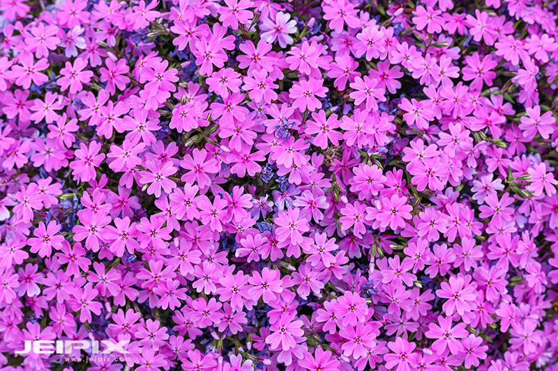 JPXSTP-00070.jpg
