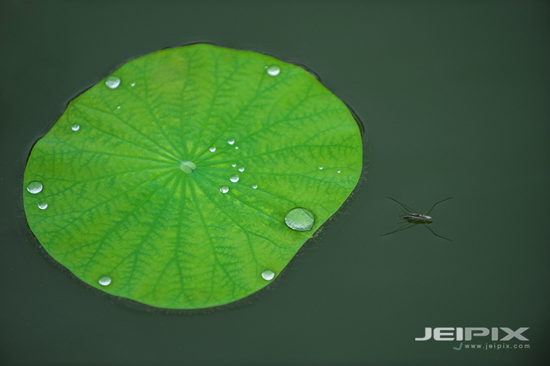 JPXSTP-00128.jpg