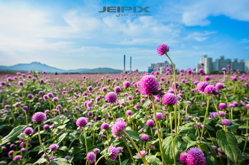 JPXSTP-00131.jpg