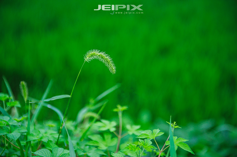 JPXSTP-00137.jpg