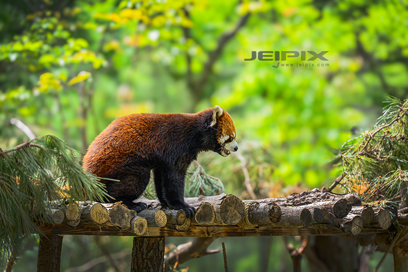 JPXSTP-00140.jpg