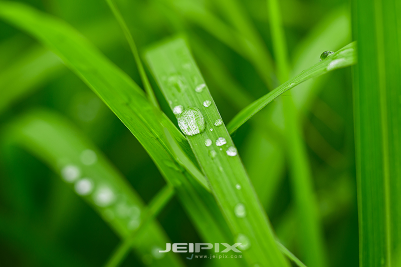 JPXSTP-00181.jpg