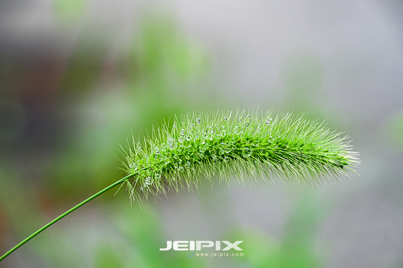 JPXSTP-00183.jpg