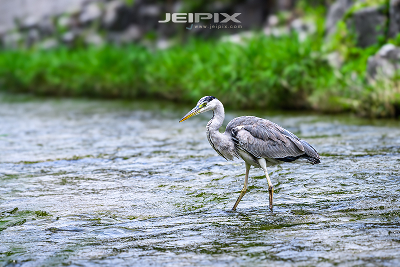JPXSTP-00188.jpg