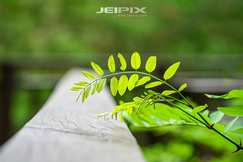 JPXSTP-00192.jpg
