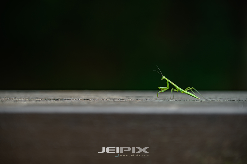 JPXSTP-00193.jpg