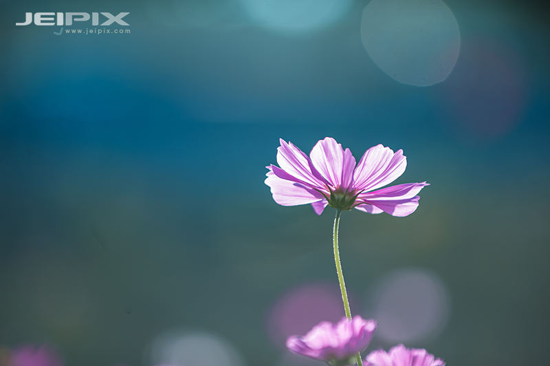 JPXSTP-00209.jpg