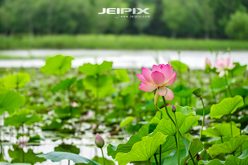 JPXSTP-00218.jpg