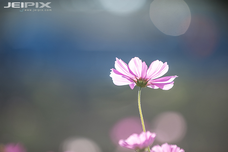 Jeipix_00004.jpg