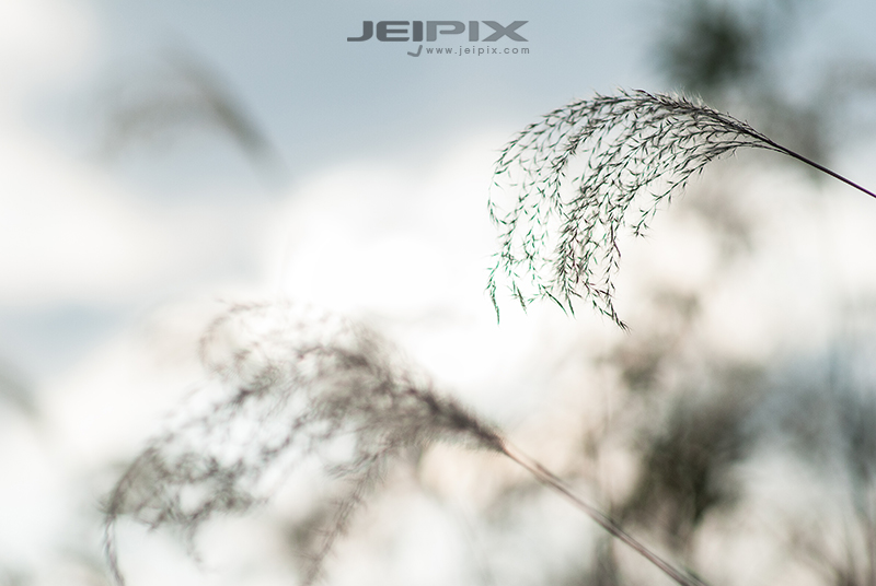 Jeipix_00015.jpg