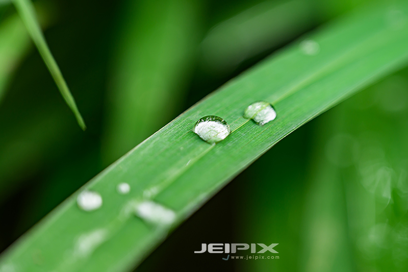 JPXSTP-00237.jpg