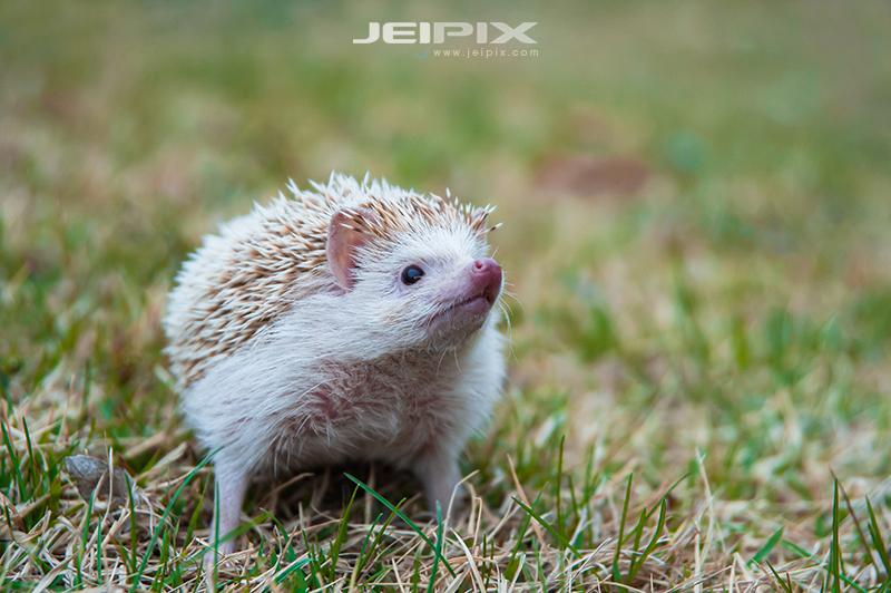 JPXSTP-00271.jpg