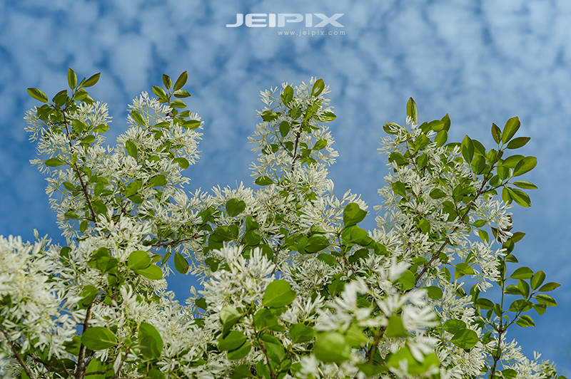 JPXSTP-00275.jpg