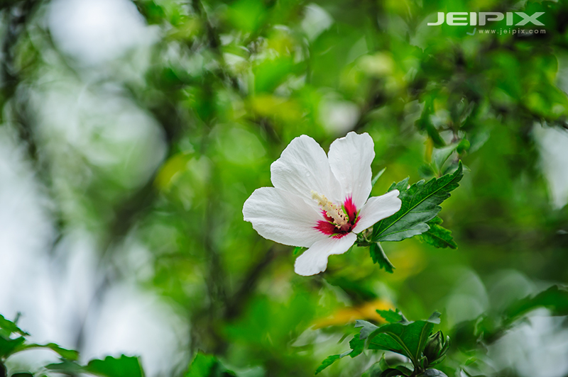 JPXSTP-00277.jpg