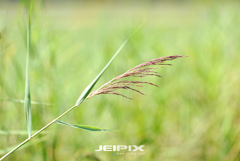 JPXSTP-00289.jpg