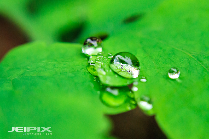 JPXSTP-00290.jpg
