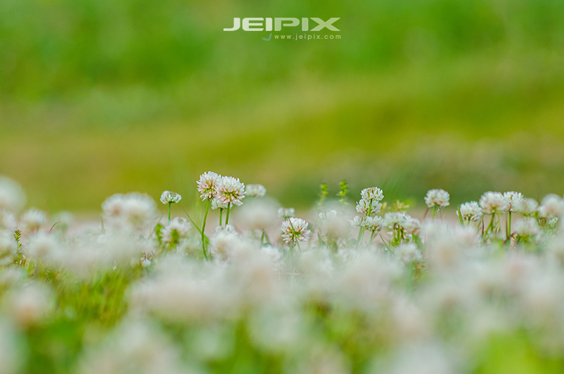 JPXSTP-00299.jpg