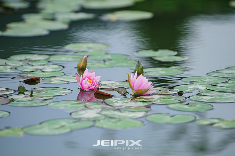 JPXSTP-00301.jpg