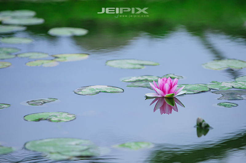 JPXSTP-00302.jpg