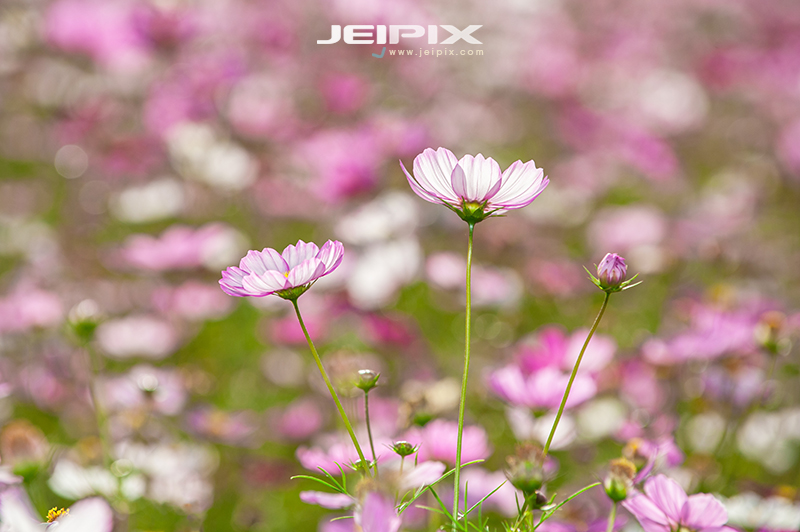 JPXSTP-00304.jpg