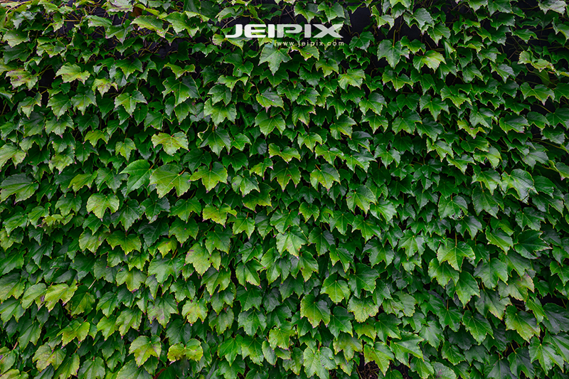 JPXSTP-00305.jpg