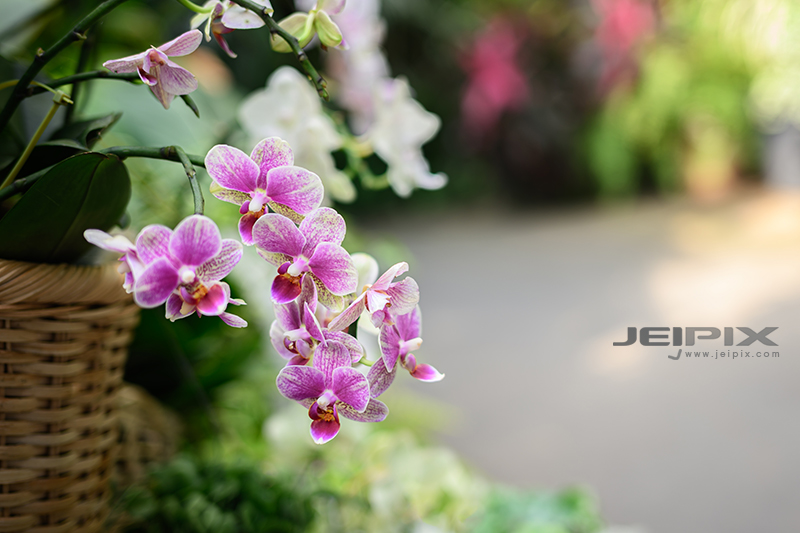 JPXSTP-00308.jpg