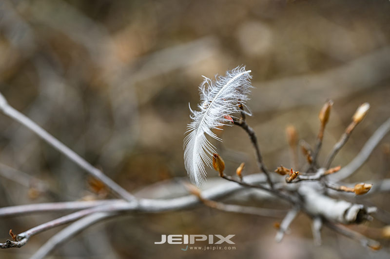 JPXSTP-00309.jpg
