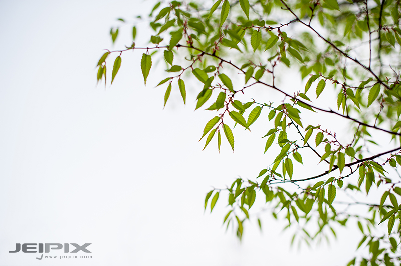 Jeipix_00029.jpg