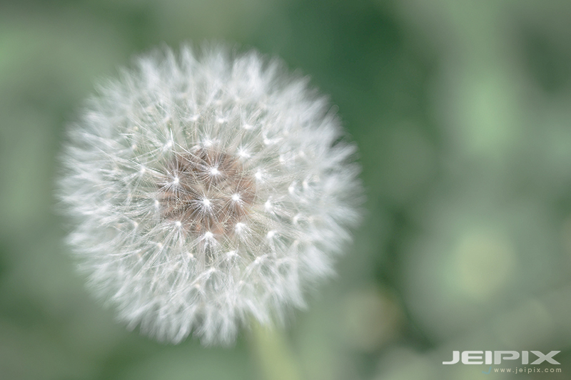JPXSTP-00041.jpg