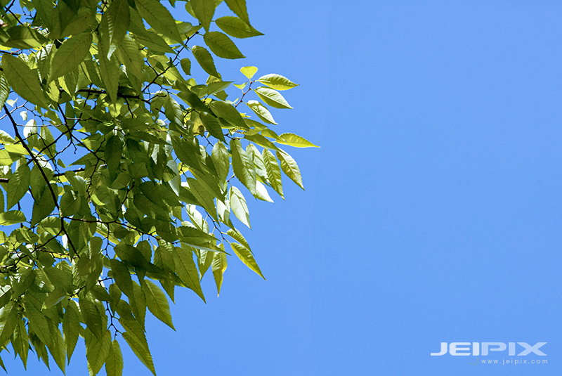 JPXSTP-00048.jpg