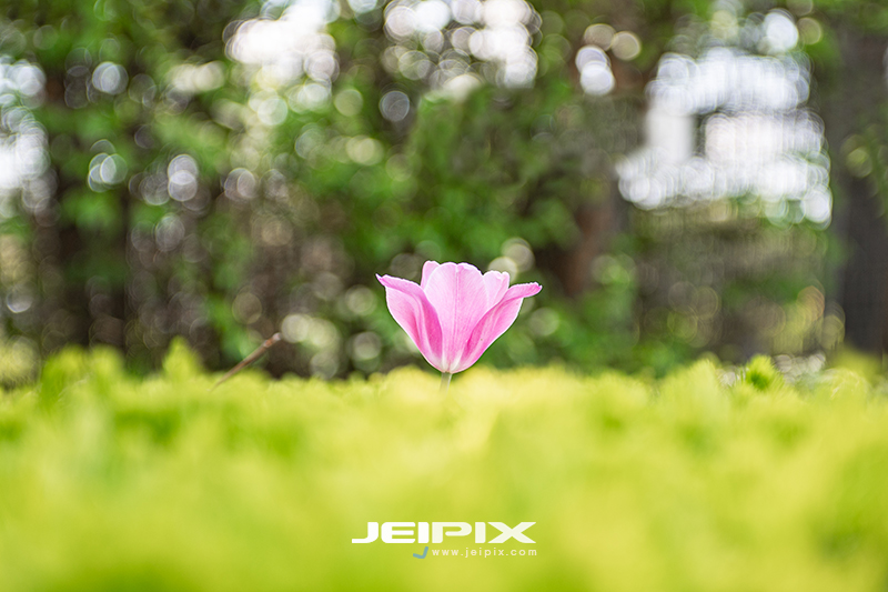 JPXSTP-00055.jpg