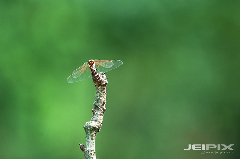 JPXSTP-00067.jpg