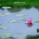 JPXSTP-00302
