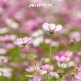 JPXSTP-00304