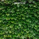 JPXSTP-00305