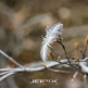 JPXSTP-00309